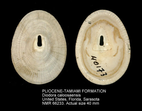 PLIOCENE-TAMIAMI FORMATION Diodora caloosaensis.jpg - PLIOCENE-TAMIAMI FORMATIONDiodora caloosaensisDall,1892